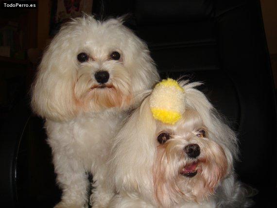 Foto del perro Lolo y sugar