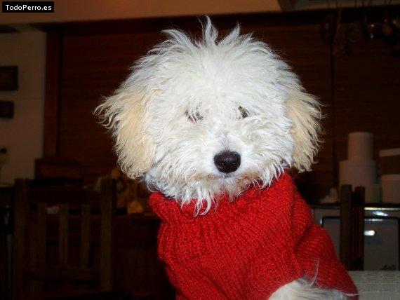 Foto del perro Mona