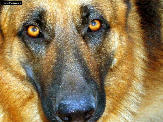 Foto del perro Nico