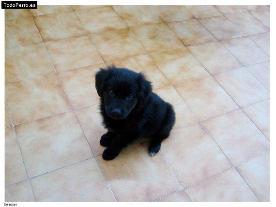 Foto del perro Timbo