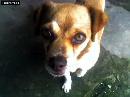 Foto del perro Bobby