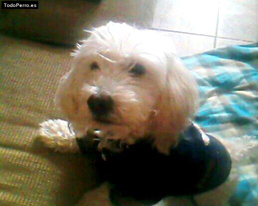 La foto del perro Capullo Foto del perro Capullo