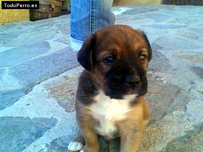 La foto del perro Couper Foto del perro Couper