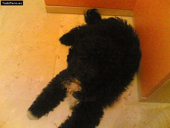 Foto del perro Nero