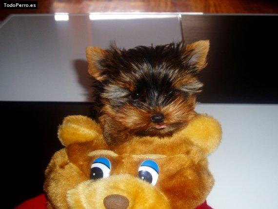 Foto del perro Burton