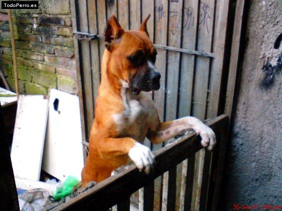 Foto del perro Rhyno