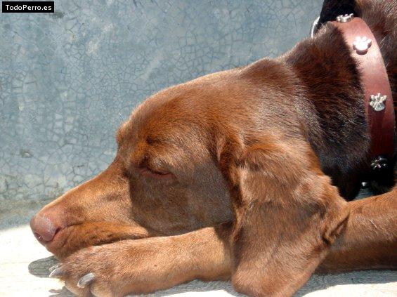 Foto del perro Derby