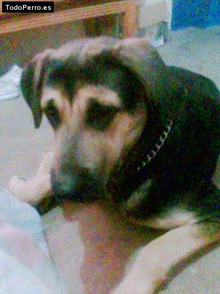 Foto del perro Tarja