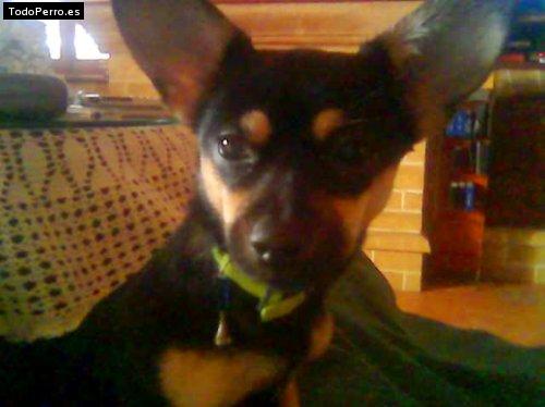 Foto del perro Suki