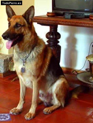 Foto del perro Majo