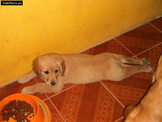 Foto del perro Almendra