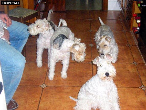 Foto del perro Zuri, nostra, lolo y lola