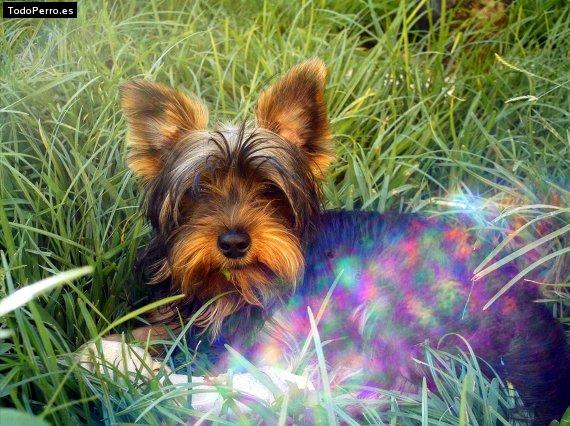 Foto del perro Napo