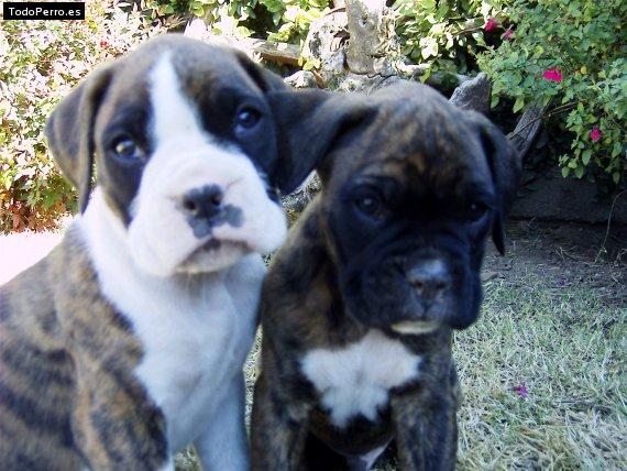 Foto del perro Taker