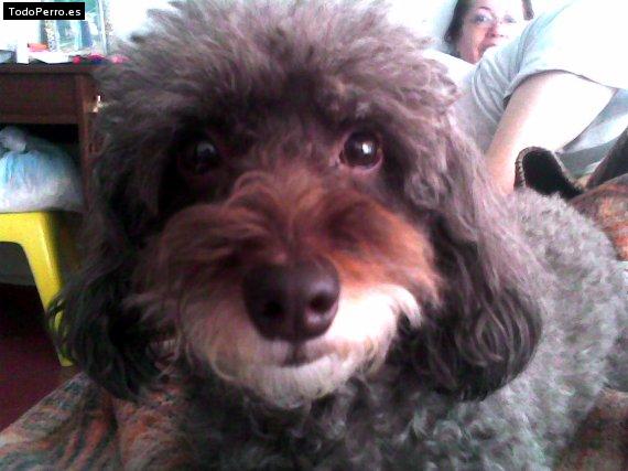 Foto del perro Muñeca