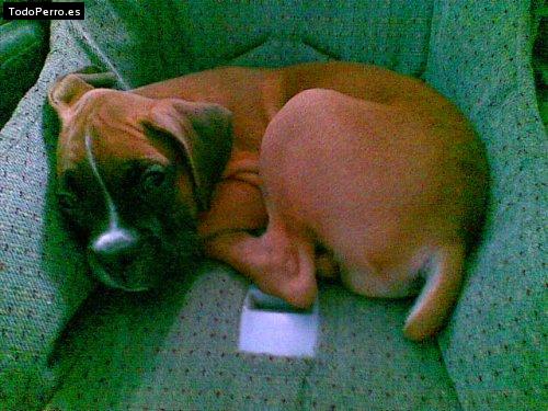 Foto del perro Nikita