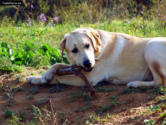 Foto del perro Yaki