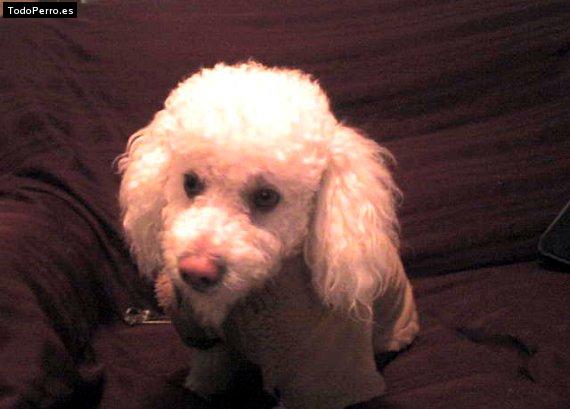 Foto del perro Jimmy