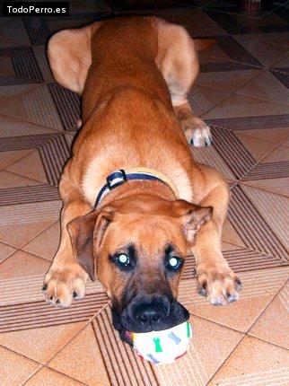 Foto del perro Hass
