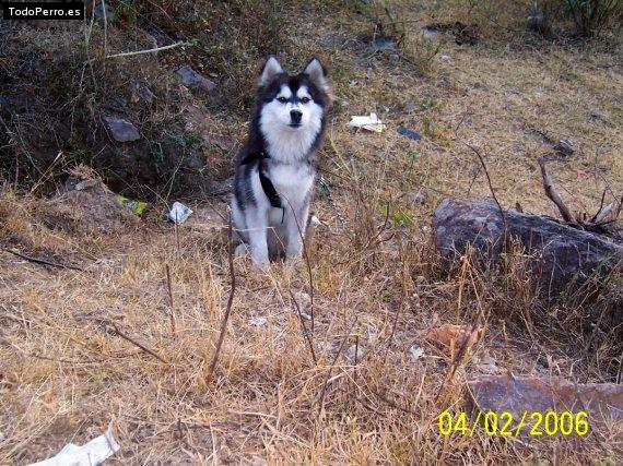 Foto del perro Coqueta