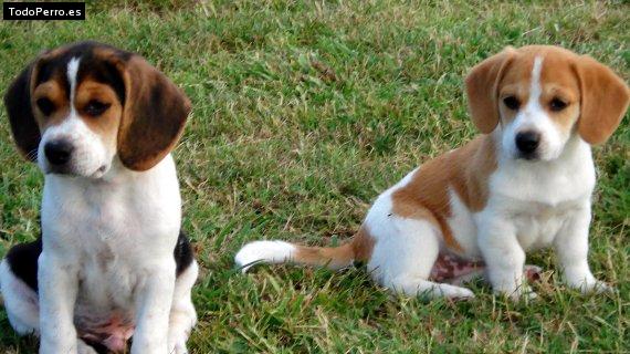 Foto del perro Santy y lola