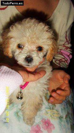 Foto del perro Campanita