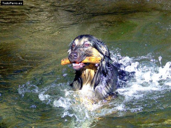 Foto del perro Tazy