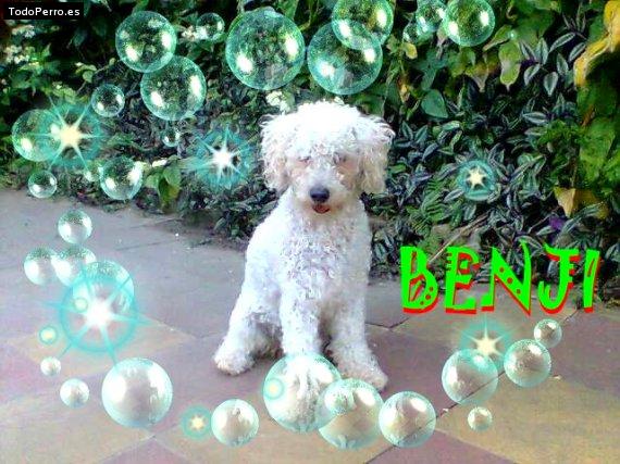 Foto del perro Benjamin