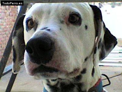 Foto del perro Tomy