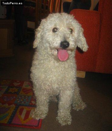 Foto del perro Tiny