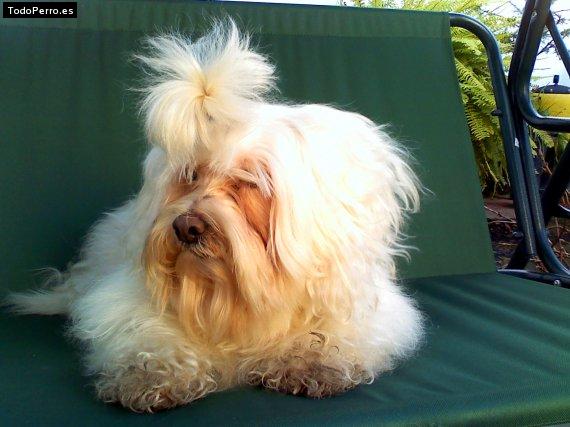 Foto del perro Cuca