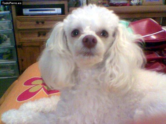 La foto del perro Winky Foto del perro Winky