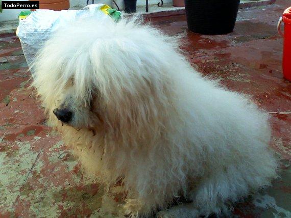 Foto del perro Escoti