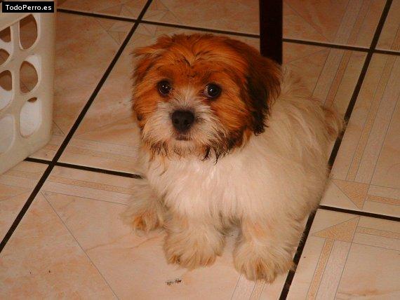 Foto del perro Nancy