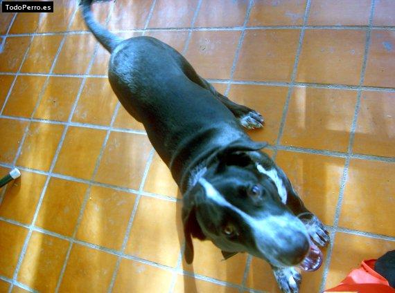 Foto del perro Cabo