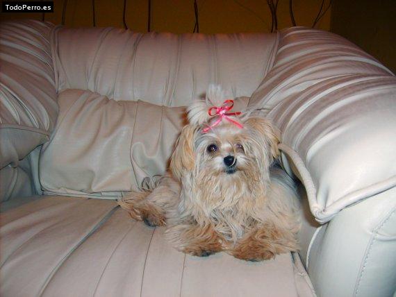 Foto del perro Nina