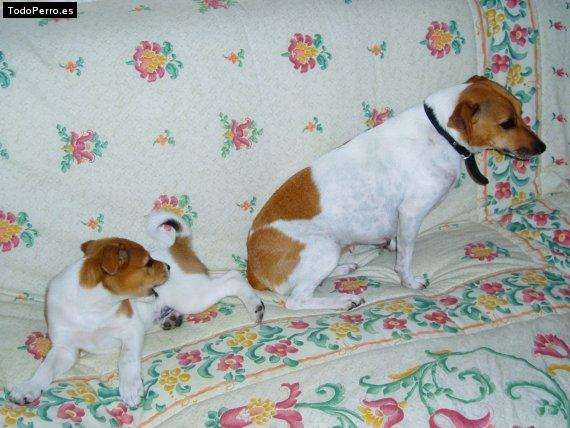 Foto del perro Bartolo y madre