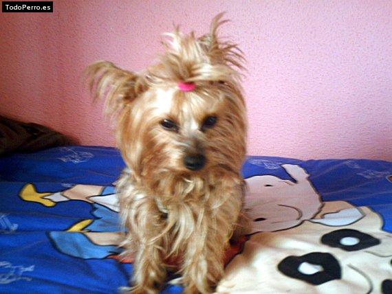 Foto del perro Bobby