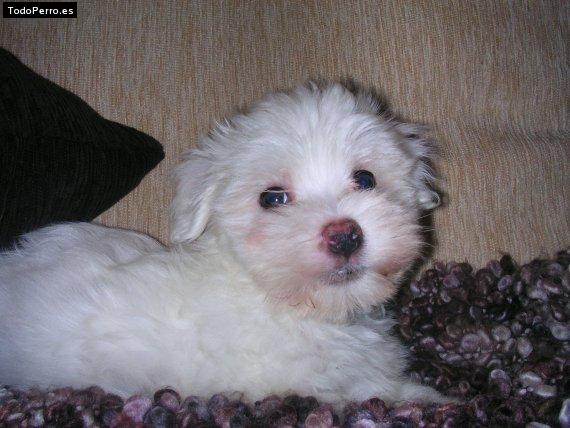 Foto del perro Nuck
