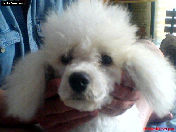 Foto del perro Beba