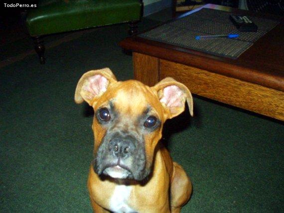 Foto del perro Timbo