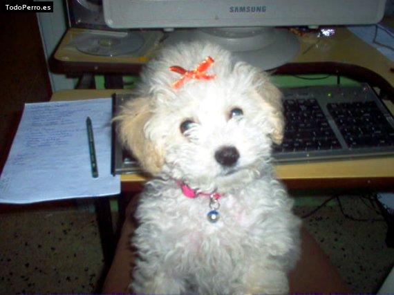 Foto del perro Honey