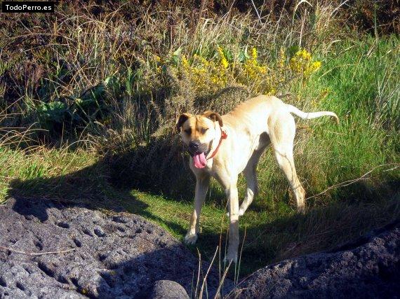 Foto del perro Zeus