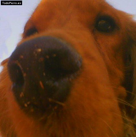 Foto del perro Bruce