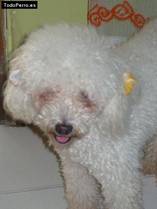 Foto del perro Marialucia