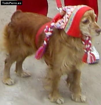 Foto del perro Reina