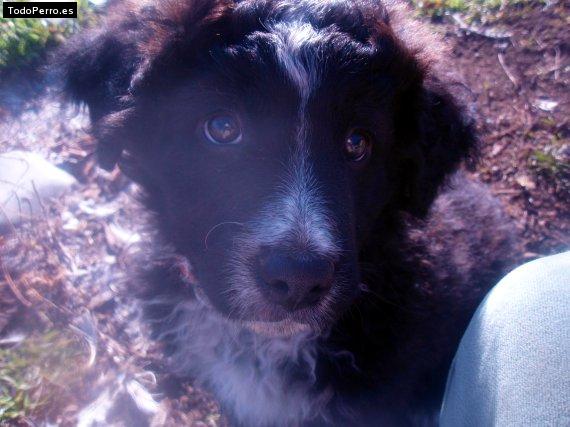 Foto del perro Tovi