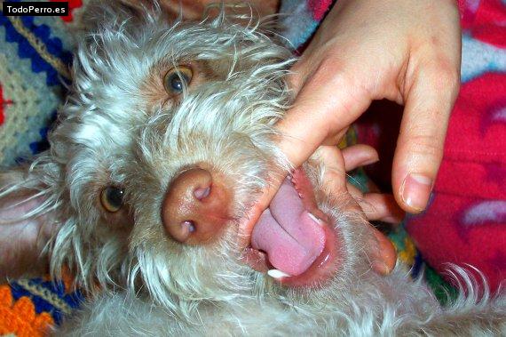 Foto del perro Cora