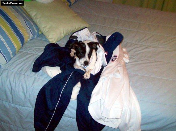 Foto del perro Snoopy