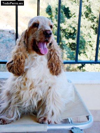 Foto del perro Matias
